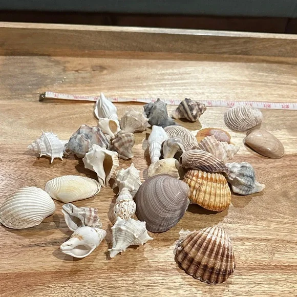 Assorted Seashell Collection - Picture 1 of 2